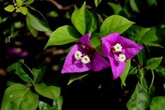 鲜花庆国庆（五）