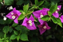 鲜花庆国庆（五）