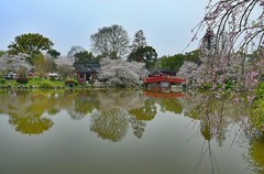 东湖樱花园