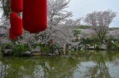 东湖樱花园