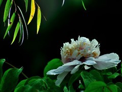 【视觉光影】国 色 天 香（5）