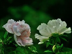 【视觉光影】国 色 天 香（5）