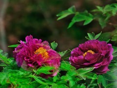 【视觉光影】国 色 天 香（5）