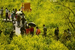 七彩油菜花（8）