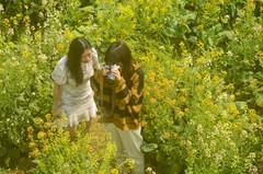 七彩油菜花（8）