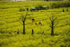 七彩油菜花（7）