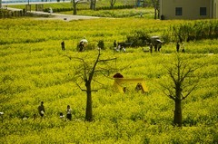 七彩油菜花（7）