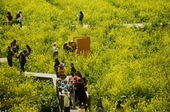 七彩油菜花（7）