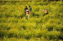 七彩油菜花（8）