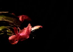 2026花卉植物赏析——蟹爪兰.月季【2】