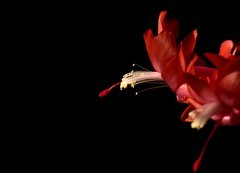 2026花卉植物赏析——蟹爪兰.月季【2】