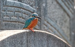 小翠鸟（十五）