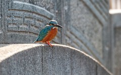 小翠鸟（十五）