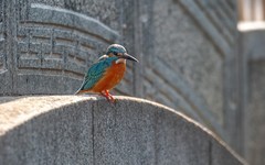 小翠鸟（十五）