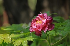 2026081 牡丹花
