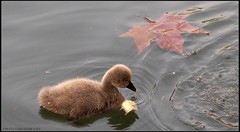 秋意已浓红枫叶红 [二]