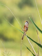 震旦鸦雀（三十九）
