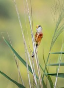 震旦鸦雀（三十九）