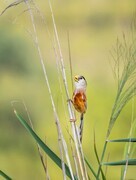 震旦鸦雀（三十九）