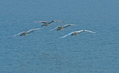 天鹅来了（五）