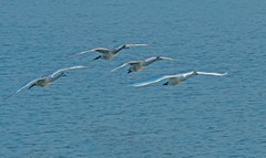 天鹅来了（五）