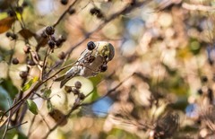 小黄雀（十二）