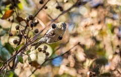 小黄雀（十二）