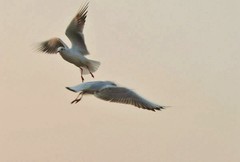 光影海鸥（续）