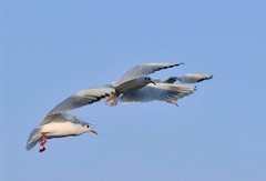 光影海鸥（续）