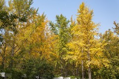 秋意浓-泉城公园-2