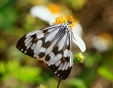 1042【不老松：二游海南纪实】临高长島兰湾的蝴蝶！