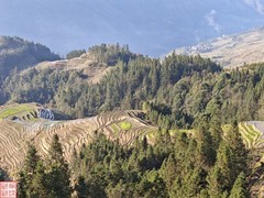 2025.3.19桂林龙脊平安梯田（18）