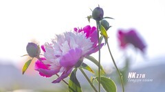 山南芍药赛牡丹（1）