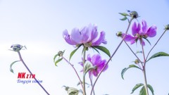 山南芍药赛牡丹（1）