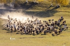 金秋乌兰布统——驹驰马奔（25）