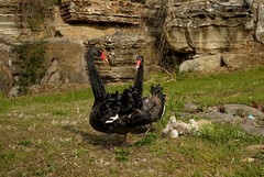 黑天鹅育雏（18）