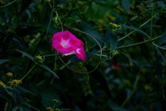秋天里的牵牛花---4--高-低调
