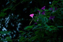 秋天里的牵牛花---4--高-低调