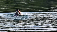 【视觉光影】明 湖 鸬 鹚 （2）