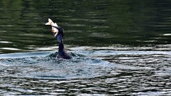 【视觉光影】明 湖 鸬 鹚 （2）