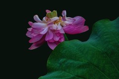 《看荷花》  （清·彭孙贻）