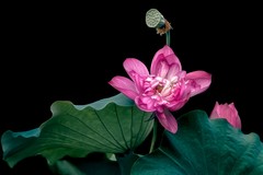 《看荷花》  （清·彭孙贻）