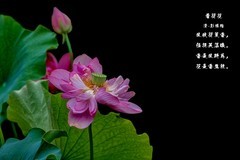 《看荷花》  （清·彭孙贻）