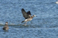 北戴河湿地的鸟儿们（10）-----灰翅鸥