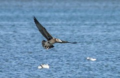 北戴河湿地的鸟儿们（10）-----灰翅鸥