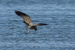 北戴河湿地的鸟儿们（10）-----灰翅鸥
