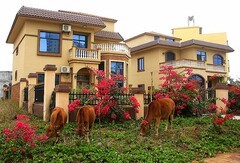 1043【不老松：二游海南纪实】临高长島兰湾邻村的牛!