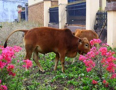 1043【不老松：二游海南纪实】临高长島兰湾邻村的牛!