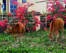 1043【不老松：二游海南纪实】临高长島兰湾邻村的牛!