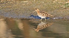 沙墩河扇尾沙锥